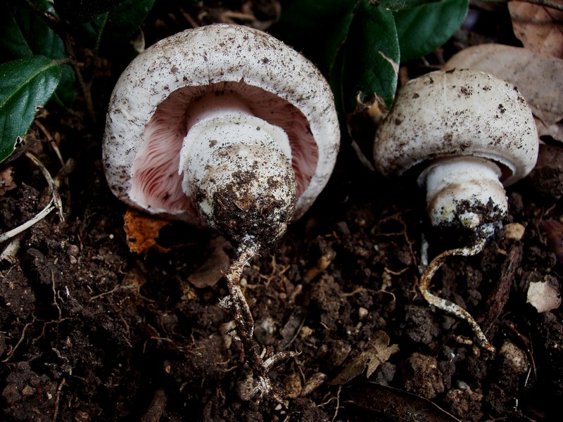 Agaricus bresadolanus